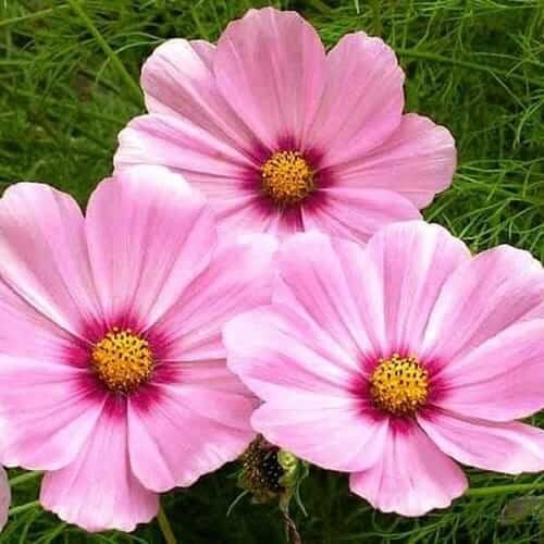 cosmos bipinnatus sensation gloria