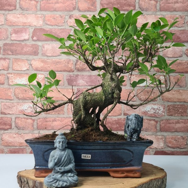 Yorkshire Bonsai Ficus Microcarpa (Banyan Fig) Indoor Bonsai Tree | Shaped | In 30cm Pot