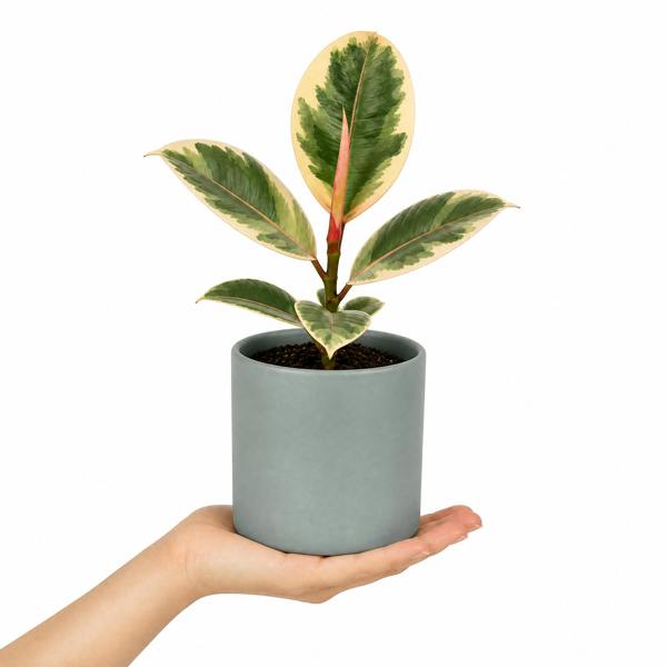 Ficus Tineke Rubber Plant 12cm Pot Plants By Post