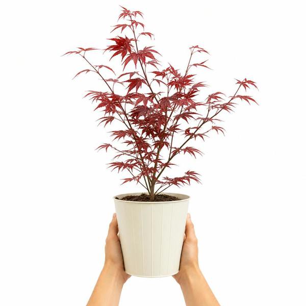 3L Red Leaf Acer Outdoor Patio Tree in Pot for Garden