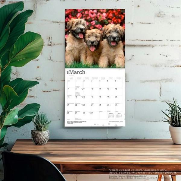 Soft Coated Wheaten Terriers Calendars 2027, Wall Calendars, Month To View, Dogs, Gift