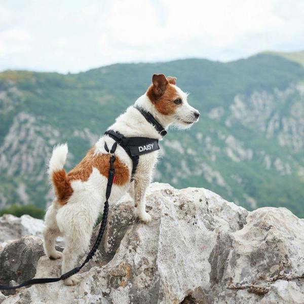 EzyDog Essential Adjustable Dog Collar in Black