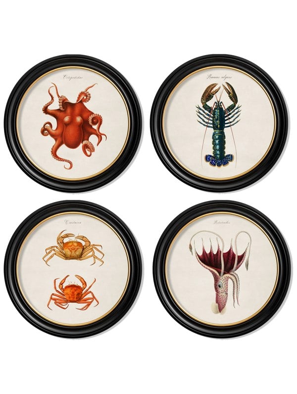 Exceptional Art c.1876 Marine Animals in Round Frames