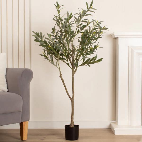 Scottish Everlastings 120cm Olive Tree