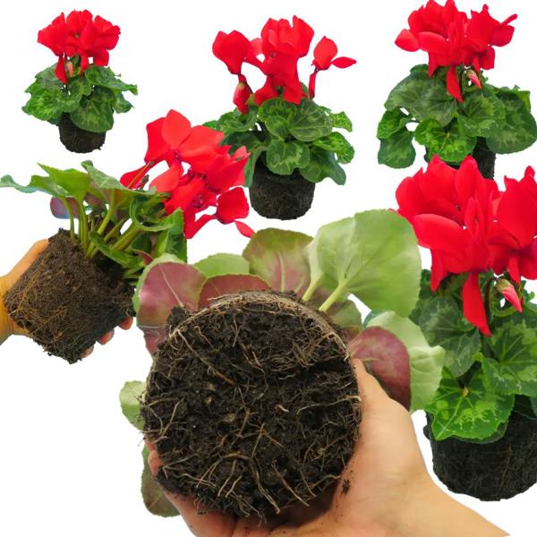 Cyclamen Flame Scarlet 1Ltr Pot Pack of 3 & 6 Flowering Plants Plants By Post