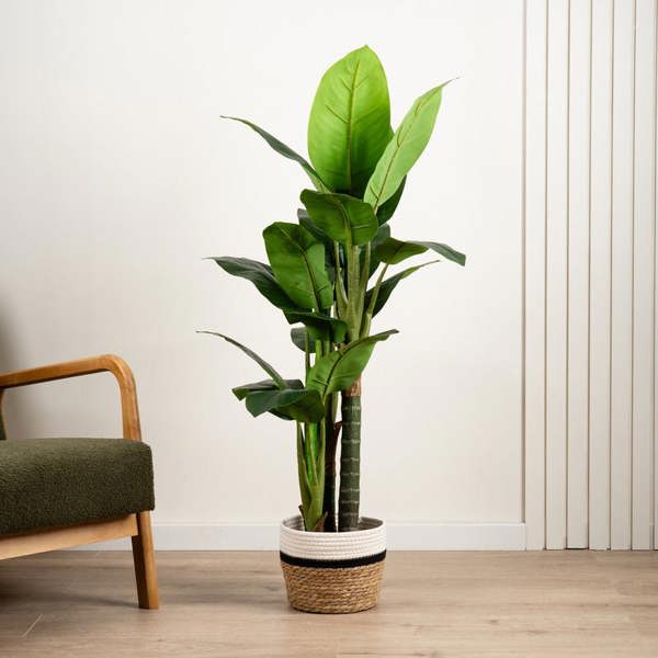 Scottish Everlastings 120cm Real Touch Dieffenbachia
