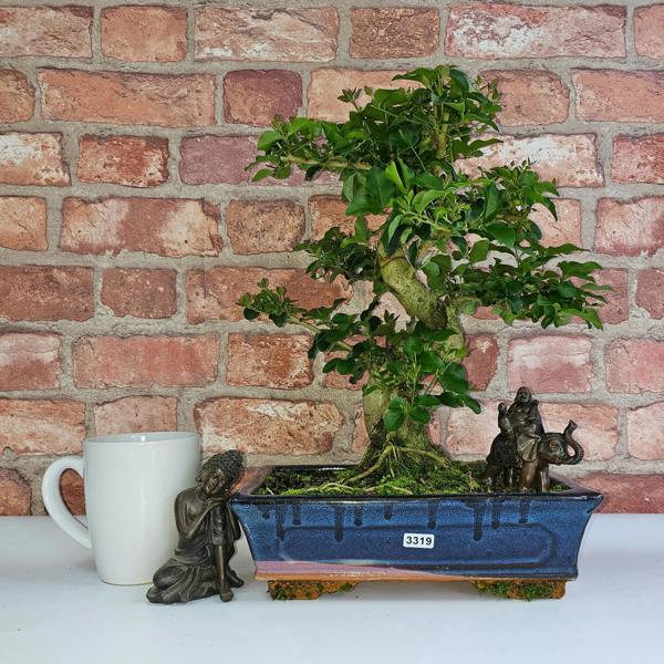 Yorkshire Bonsai Chinese Privet (Ligustrum Sinense) Bonsai Tree | Shaped | In 25cm Pot