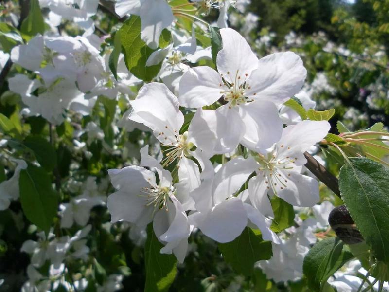 Direct Plants Malus John Downie Crab Apple Tree 120-150cm Tall By Direct Plants