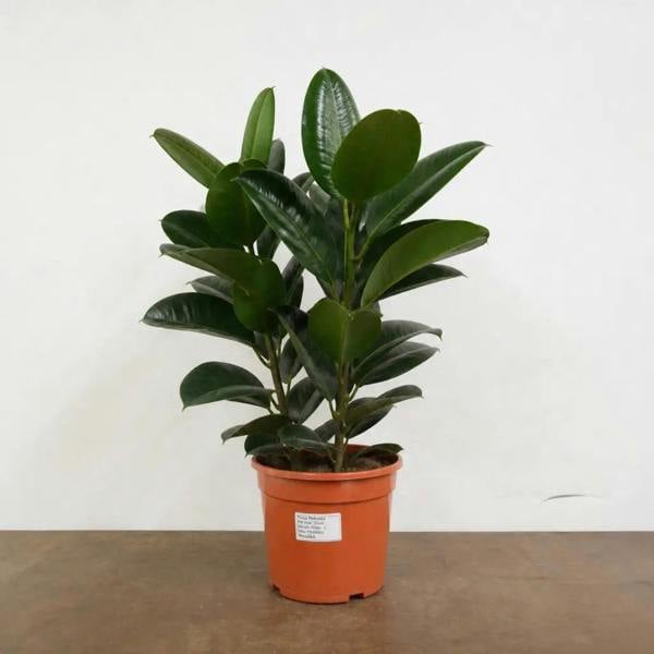 Ficus Robusta Rubber Plant 21cm Pot – Large Indoor Houseplant