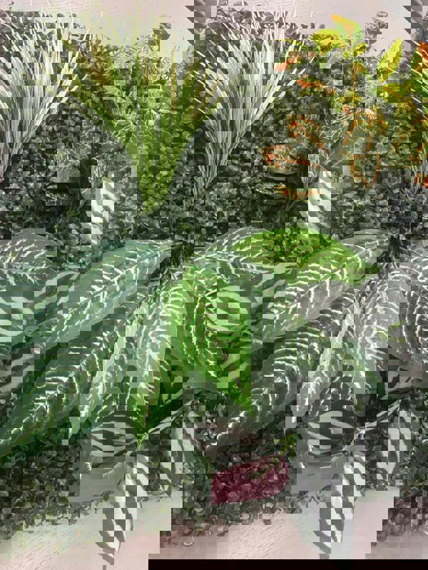 Panel Haus-Living Green wall Panel Orchid 50cm x 50cm (4pack)