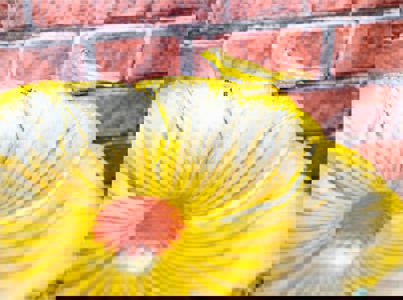 St Helens Ornamental Free Standing, Weather Resistant, Pedestal Style, Easy Assemble Bird Bath