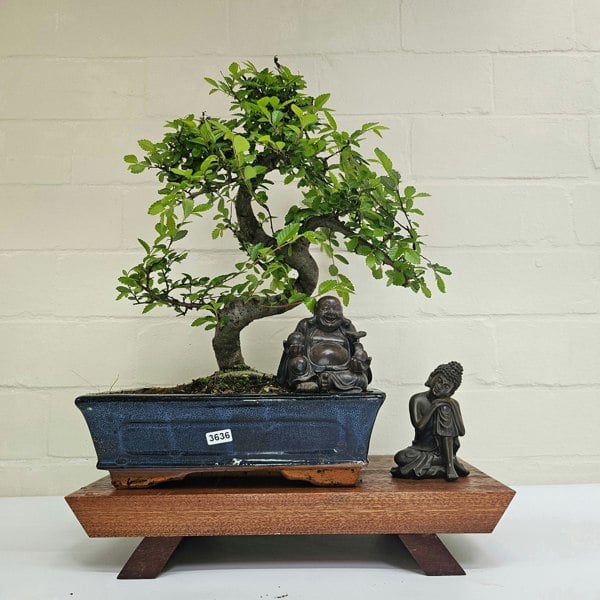 Yorkshire Bonsai Chinese Elm (Ulmus Parvifolia) Bonsai Tree | Shaped | In 25cm Pot