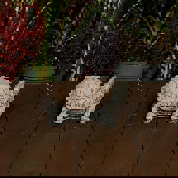 Small Stone Cast Tortoise Garden Ornament 