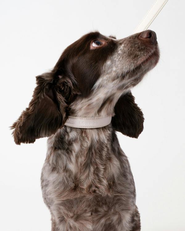 Barc London Light Ivory Dog Collar