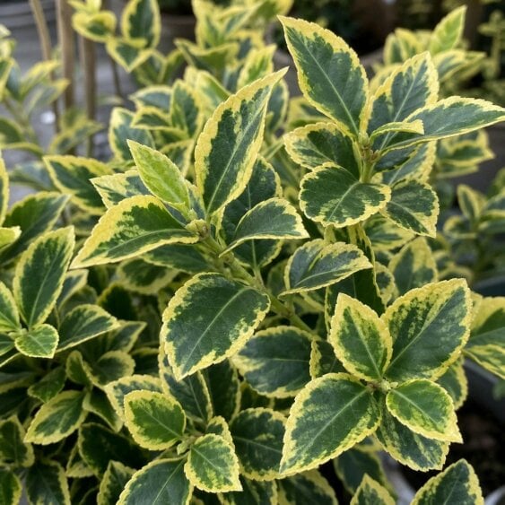 Euonymus Aureomarginatus Golden Variegated Evergreen Shrub 2L Pot