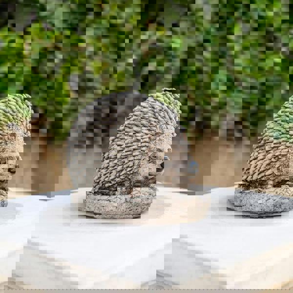 Adorable Spike Hedgehog garden ornament