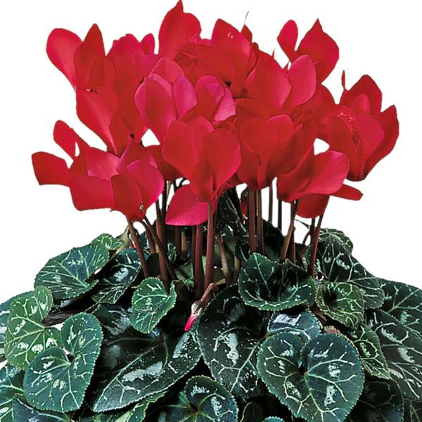 Cyclamen Flame Scarlet 1Ltr Pot Pack of 3 & 6 Flowering Plants Plants By Post