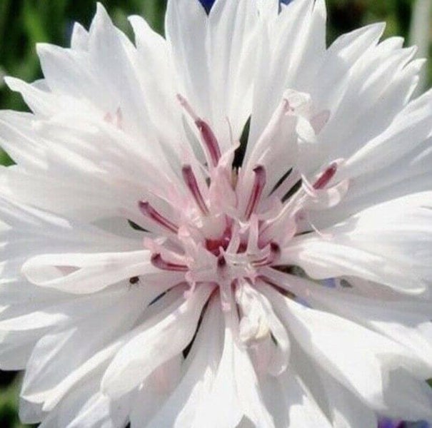 Cornflower Centaurea Cyanus