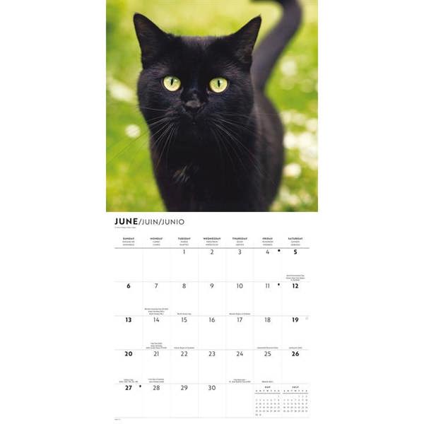 Black Cats Calendar 2027, Wall Calendars, Month To View, Cats, Gift