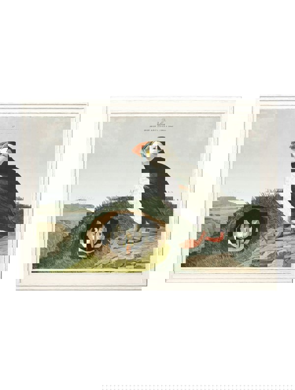 Exceptional Art c.1838 Audubon's Puffins