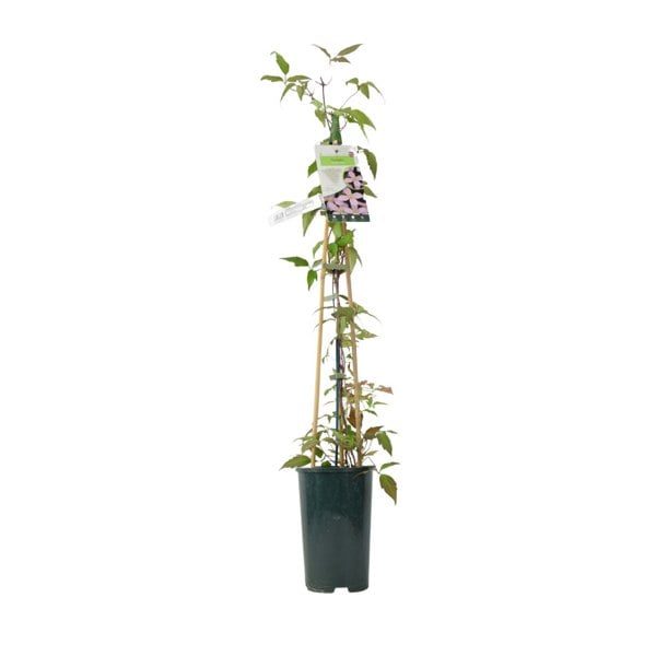 Clematis Montana Vera – 3 L Pot – Vanilla-Scented Spring Climber plants by post