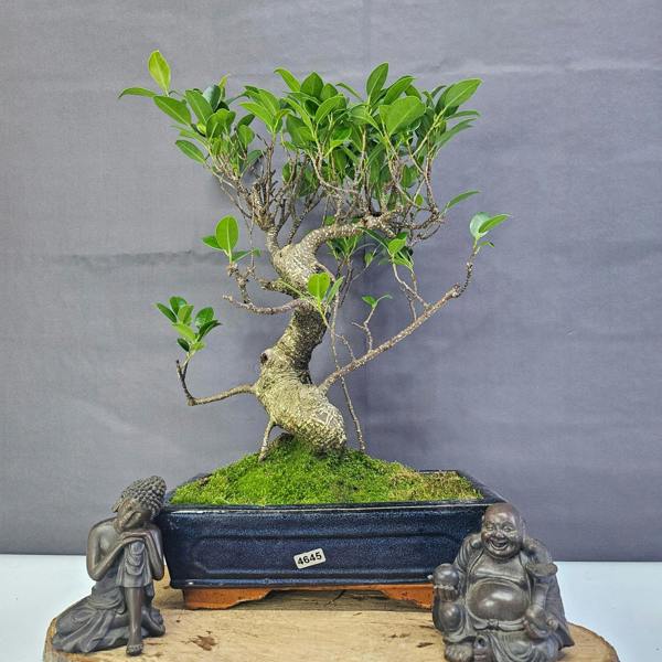 Yorkshire Bonsai Ficus Microcarpa (Banyan Fig) Indoor Bonsai Tree | Shaped | In 25cm Pot