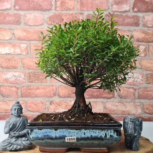 Yorkshire Bonsai Brush Cherry (Syzygium) Bonsai Tree | Broom | In 20cm Pot