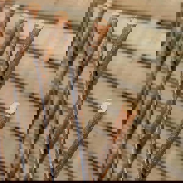 Samuel Alexander 1.8m x 1.2m Large Expanding Garden Willow Trellis Plant Support