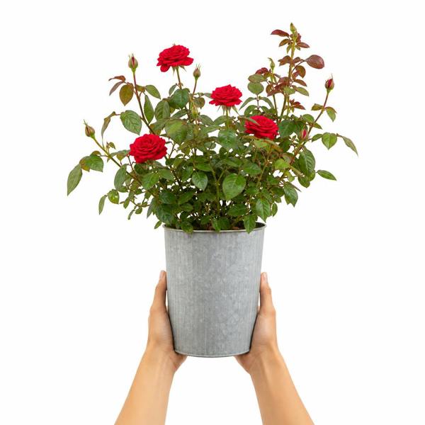 3L Red Patio Rose in Decorative Pot Outdoor Garden & Patio Plant