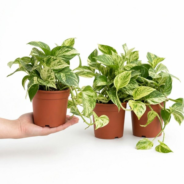 Epipremnum Aureum – Golden Pothos Devil’s Ivy Houseplant in 12cm Pot - Nursery Pot - 3