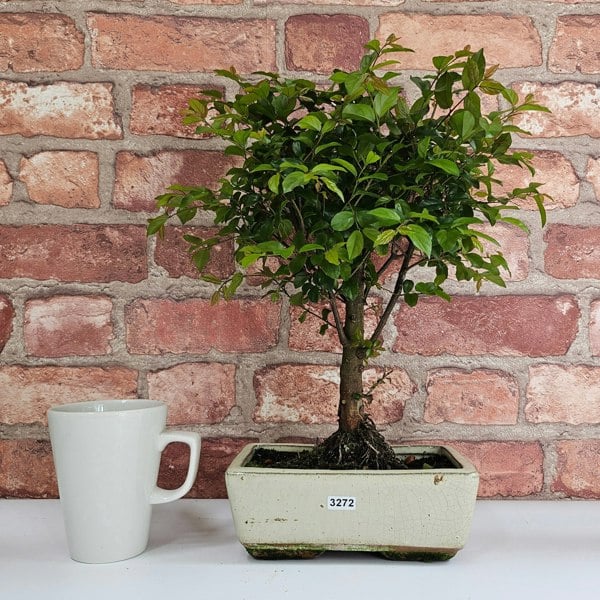 Yorkshire Bonsai Bird Plum (Sageretia) Bonsai Tree | Broom | In 20cm Pot