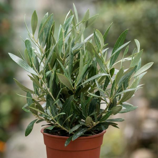 Mini Olive Bush in 15cm Pot