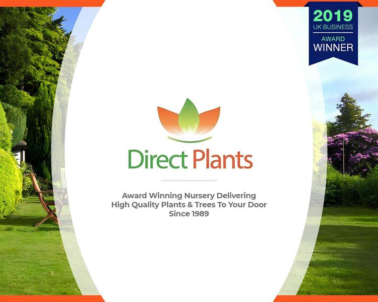 Direct Plants Pyrus Chanticleer Ornamental Pear Tree 5-6ft Supplied in a 7.5 Litre Pot