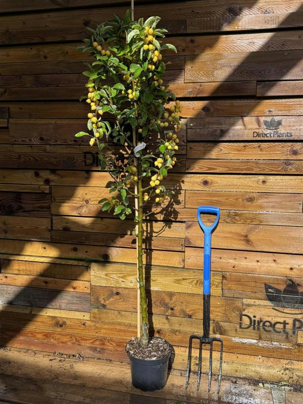 Direct Plants Malus x Zumi Golden Hornet Crab Apple Tree 5-6ft in a 7.5 Litre Pot