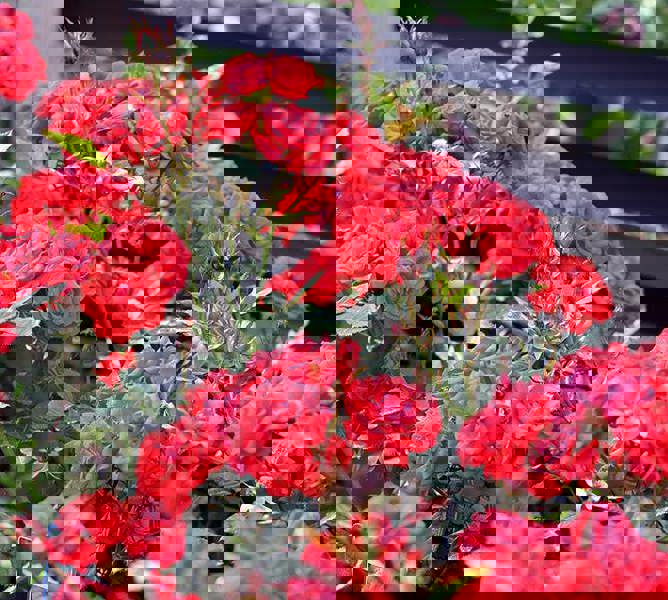 Special Wishes Rose - Plants By Post