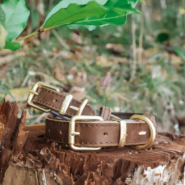 EzyDog Oxford Leather Classic Dog Collar in Brown