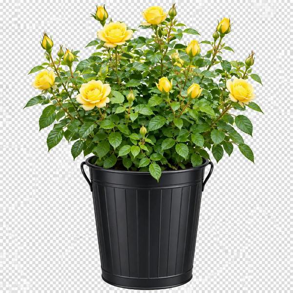 5L Rose Anniversary Wishes Yellow Rose Bush - Beautiful Flowering Garden Plant - Black Pail