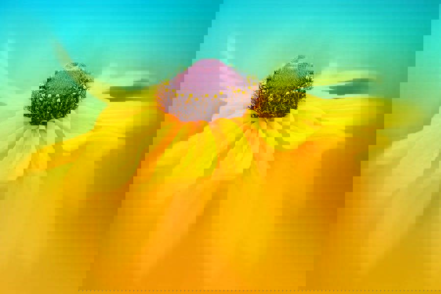 art print of rudbeckia flower leaves and stamen