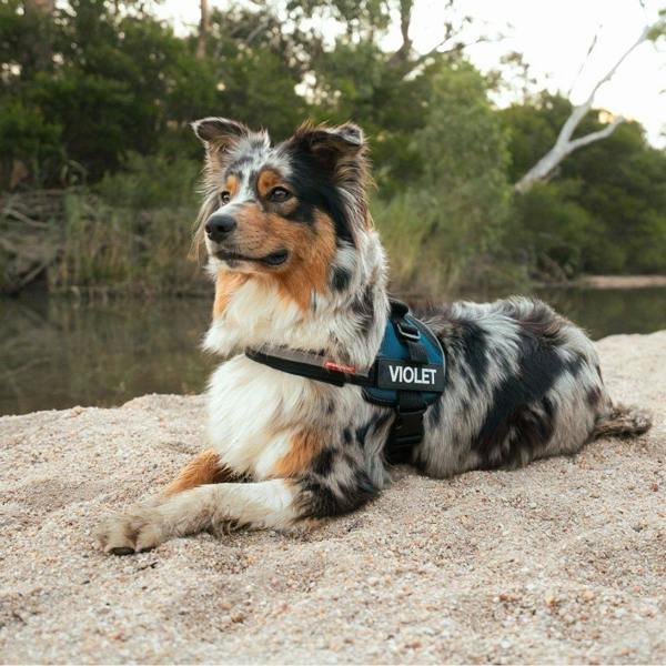 EzyDog Convert Harness in Red
