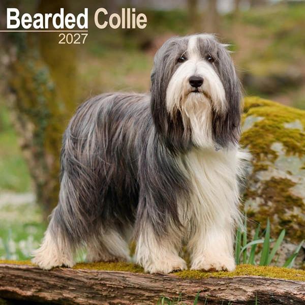Bearded Collie Calendar 2027, Wall Calendars, Month To View, Dogs, Gift
