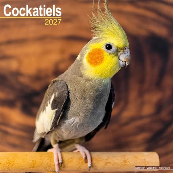 Cockatiels Calendar 2027, Wall Calendars, Month To View, Animals, Gift