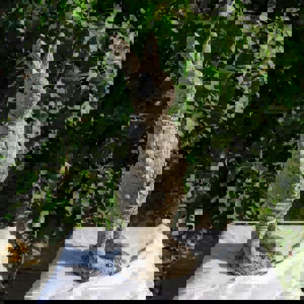 Cute Stone Cast Flopsy Bunny Large Garden Sculpture