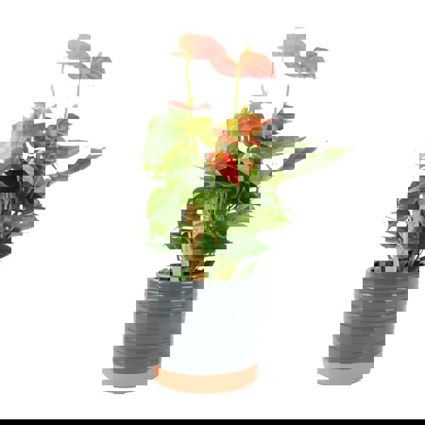 Anthurium Pink Flamingo Flower – Exotic Indoor Plant in 12cm Pot Plants By Post