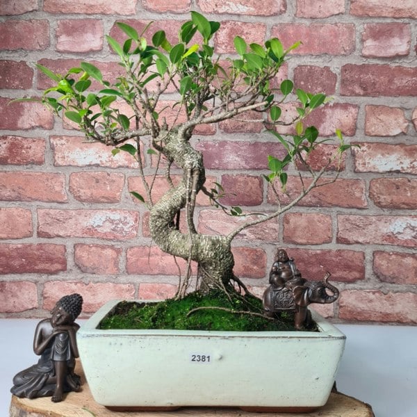 Yorkshire Bonsai Ficus Microcarpa (Banyan Fig) Indoor Bonsai Tree | Shaped | In 25cm Pot