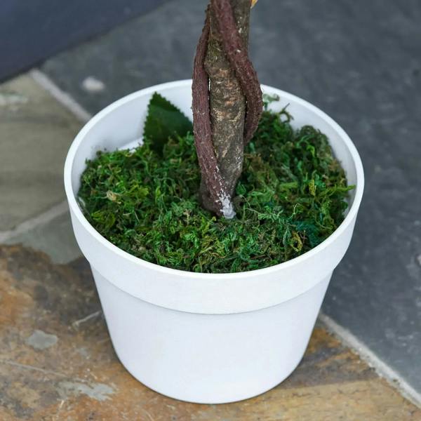 Artificial rose tree trunk in white pot with green moss