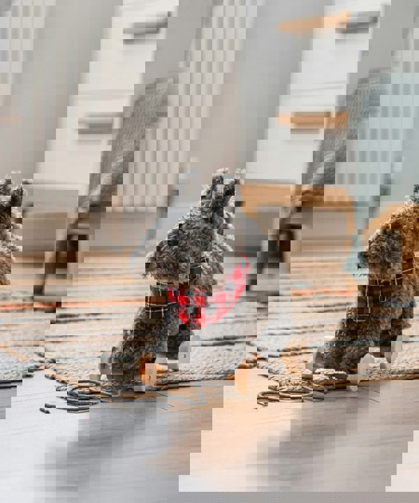 Scottie dog pull along in nursery room 