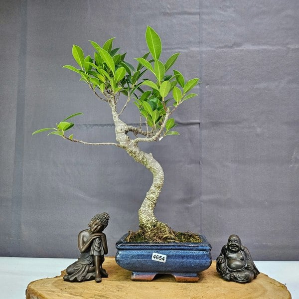 Yorkshire Bonsai Ficus Microcarpa (Banyan Fig) Indoor Bonsai Tree | Shaped | In 15cm Pot