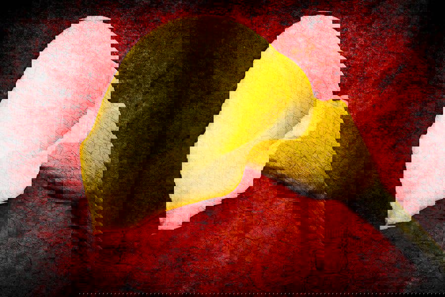 Fernlight Gallery The Beauty of Form