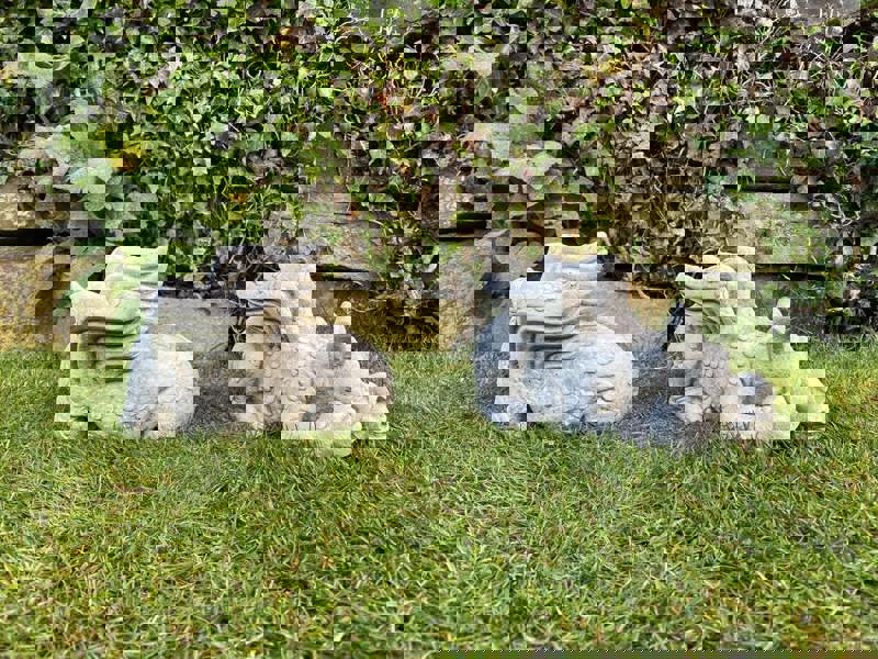 Pair of Small Laying Dragons Sculptures