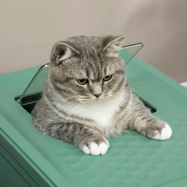 Green hooded cat litter box top with gray cat resting